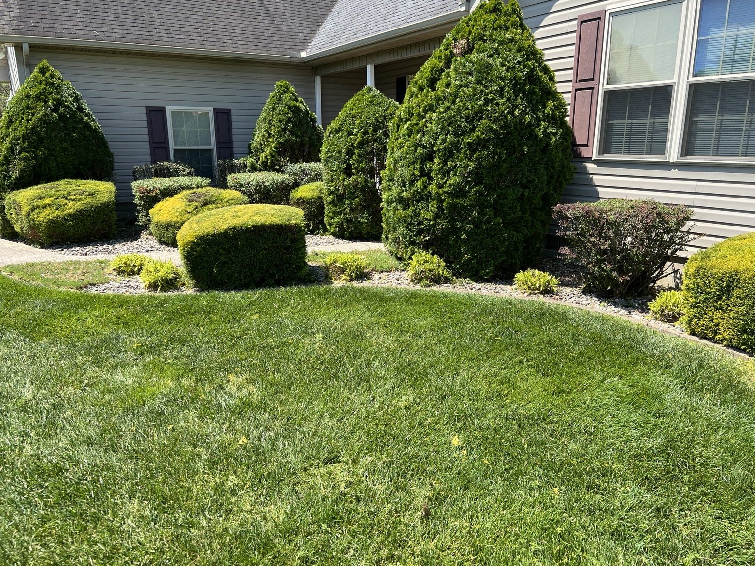 Maintained shrubs and lawn at a residential property